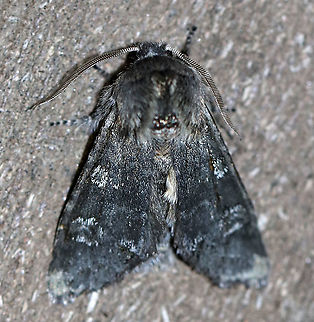 Roland's Sallow - Psaphida rolandi TL: ~18 mm. FW was gray/black with indistinct lines. Conspicuous orbicular spot was whitish with a gray center. Host: Oak

Habitat: Attracted to a 395 nm LED light in a semi-rural area

2020(7)
 Geotagged,Psaphida,Psaphida rolandi,Roland's Sallow,United States,Winter,moth,sallow