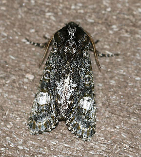 Grote's Sallow - Copivaleria grotei TL: ~20 mm. Gray FW sprinkled with white scales; indistinct black lines and spots are accented with green scales. Large, white reniform spot. Host: Ash

Habitat: Attracted to a 395 nm LED light in a semi-rural area

2020(8)
https://www.jungledragon.com/image/91237/grotes_sallow_-_copivaleria_grotei.html
https://www.jungledragon.com/image/91236/grotes_sallow_-_copivaleria_grotei.html Copivaleria Grote's Sallow,Copivaleria grotei,Geotagged,United States,Winter,moth