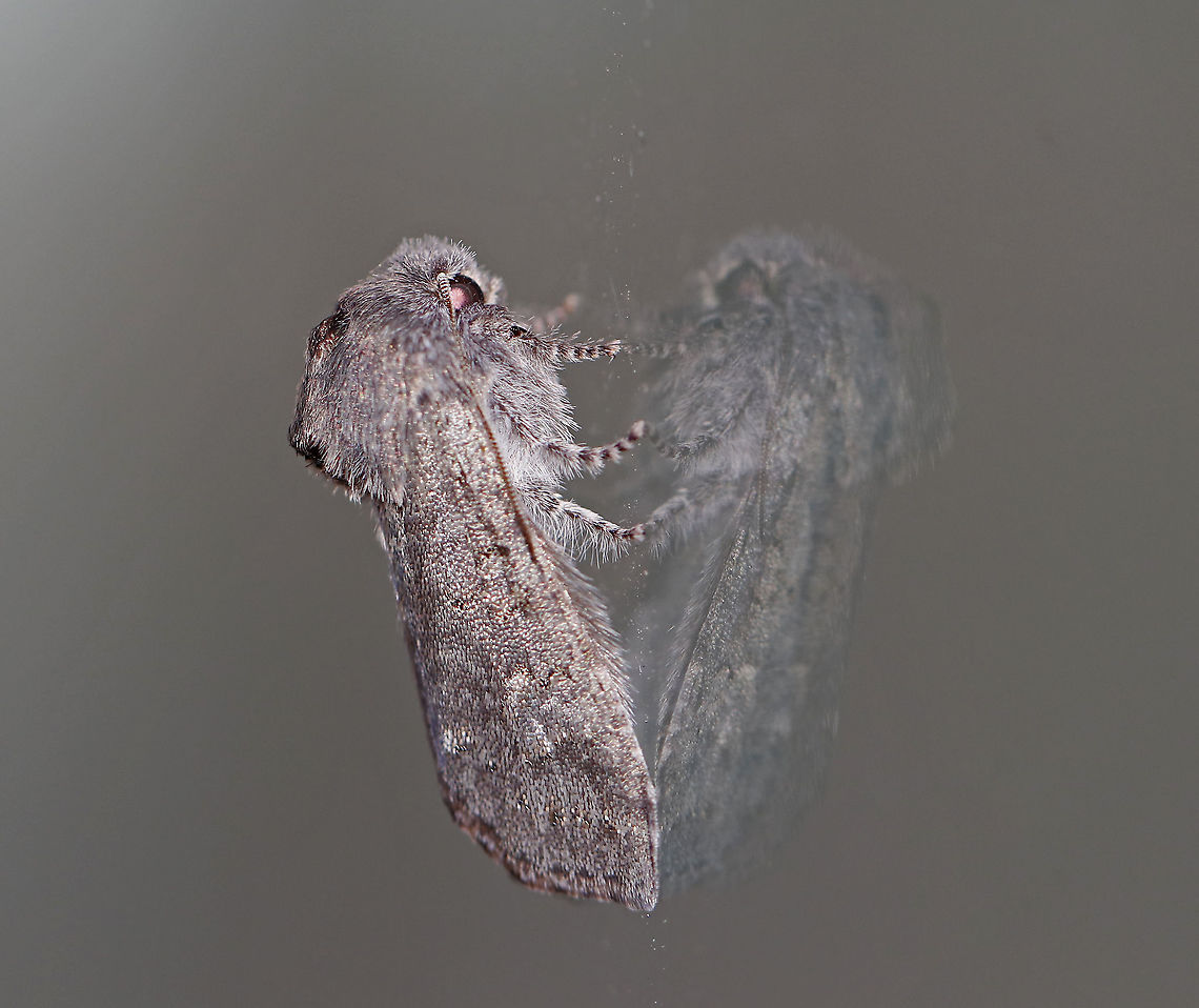 Roland's Sallow - Psaphida rolandi TL: ~18 mm. FW was gray/black with indistinct lines. Conspicuous orbicular spot was whitish with a gray center. Host: Oak<br />
<br />
Habitat: Attracted to a 395 nm LED light in a semi-rural area<br />
<br />
2020(d) Geotagged,Psaphida rolandi,Roland's Sallow,United States,Winter
