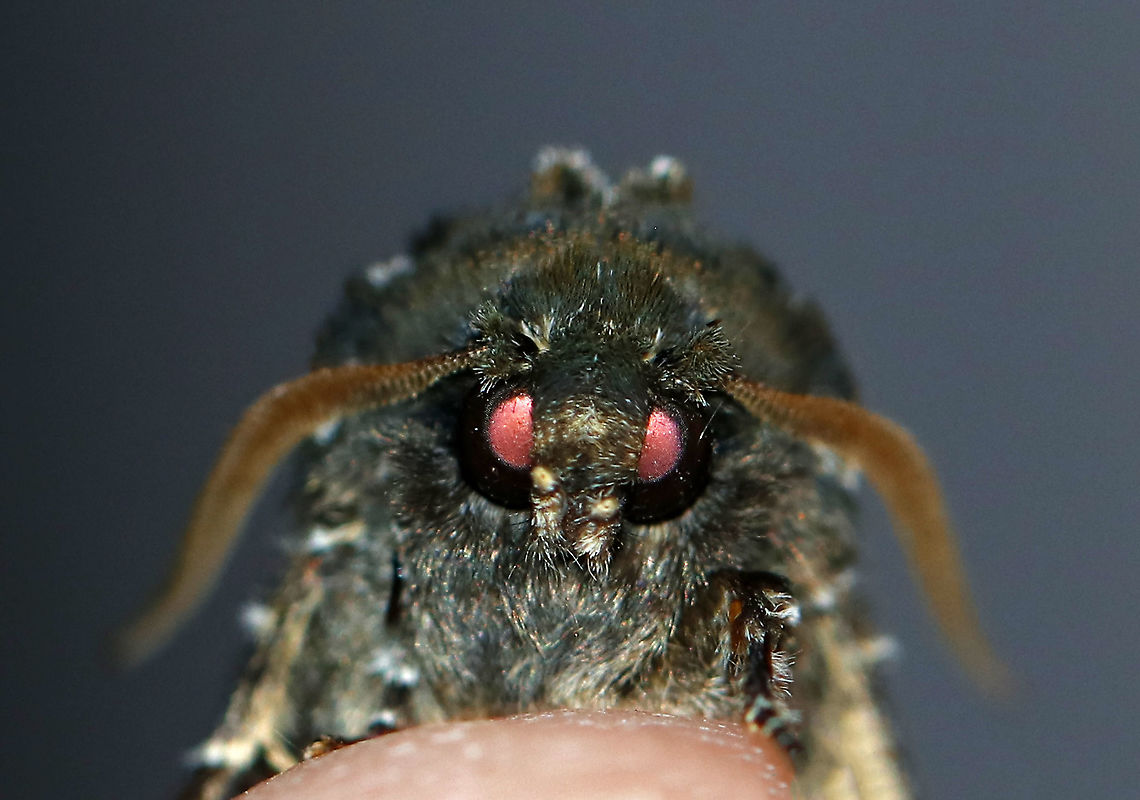 Grote's Sallow - Copivaleria grotei TL: ~20 mm. Gray FW sprinkled with white scales; indistinct black lines and spots are accented with green scales. Large, white reniform spot. Host: Ash<br />
<br />
Habitat: Attracted to a 395 nm LED light in a semi-rural area<br />
<br />
2020(d)<br />
<figure class="photo"><a href="https://www.jungledragon.com/image/91234/grotes_sallow_-_copivaleria_grotei.html" title="Grote&#039;s Sallow - Copivaleria grotei"><img src="https://s3.amazonaws.com/media.jungledragon.com/images/3232/91234_thumb.jpg?AWSAccessKeyId=05GMT0V3GWVNE7GGM1R2&Expires=1769040010&Signature=FLqbtgxk1pBhenIdcuxfsfKsw28%3D" width="138" height="152" alt="Grote&#039;s Sallow - Copivaleria grotei TL: ~20 mm. Gray FW sprinkled with white scales; indistinct black lines and spots are accented with green scales. Large, white reniform spot. Host: Ash<br />
<br />
Habitat: Attracted to a 395 nm LED light in a semi-rural area<br />
<br />
2020(8)<br />
https://www.jungledragon.com/image/91237/grotes_sallow_-_copivaleria_grotei.html<br />
https://www.jungledragon.com/image/91236/grotes_sallow_-_copivaleria_grotei.html Copivaleria Grote&#039;s Sallow,Copivaleria grotei,Geotagged,United States,Winter,moth" /></a></figure><br />
<figure class="photo"><a href="https://www.jungledragon.com/image/91237/grotes_sallow_-_copivaleria_grotei.html" title="Grote&#039;s Sallow - Copivaleria grotei"><img src="https://s3.amazonaws.com/media.jungledragon.com/images/3232/91237_thumb.jpg?AWSAccessKeyId=05GMT0V3GWVNE7GGM1R2&Expires=1769040010&Signature=yeVimEKaWsR8%2FTzr5Ek5%2FDBzDSY%3D" width="200" height="172" alt="Grote&#039;s Sallow - Copivaleria grotei TL: ~20 mm. Gray FW sprinkled with white scales; indistinct black lines and spots are accented with green scales. Large, white reniform spot. Host: Ash<br />
<br />
Habitat: Attracted to a 395 nm LED light in a semi-rural area<br />
<br />
2020(d)<br />
https://www.jungledragon.com/image/91234/grotes_sallow_-_copivaleria_grotei.html<br />
https://www.jungledragon.com/image/91236/grotes_sallow_-_copivaleria_grotei.html Copivaleria grotei,Geotagged,Grote&#039;s Sallow,United States,Winter" /></a></figure> Copivaleria grotei,Geotagged,Grote's Sallow,United States,Winter