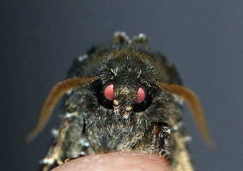 Grote's Sallow - Copivaleria grotei TL: ~20 mm. Gray FW sprinkled with white scales; indistinct black lines and spots are accented with green scales. Large, white reniform spot. Host: Ash

Habitat: Attracted to a 395 nm LED light in a semi-rural area

2020(d)
https://www.jungledragon.com/image/91234/grotes_sallow_-_copivaleria_grotei.html
https://www.jungledragon.com/image/91237/grotes_sallow_-_copivaleria_grotei.html Copivaleria grotei,Geotagged,Grote's Sallow,United States,Winter