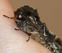 Grote's Sallow - Copivaleria grotei TL: ~20 mm. Gray FW sprinkled with white scales; indistinct black lines and spots are accented with green scales. Large, white reniform spot. Host: Ash<br />
<br />
Habitat: Attracted to a 395 nm LED light in a semi-rural area<br />
<br />
2020(d)<br />
https://www.jungledragon.com/image/91234/grotes_sallow_-_copivaleria_grotei.html<br />
https://www.jungledragon.com/image/91236/grotes_sallow_-_copivaleria_grotei.html Copivaleria grotei,Geotagged,Grote's Sallow,United States,Winter