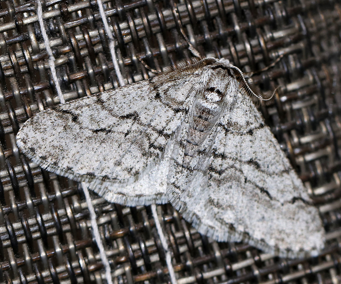 Half-wing Moth (Male) - Phigalia titea WS: ~30 mm. Peppery gray FW with wavy AM and PM lines. Females are wingless. Hosts: Deciduous trees and woody plants.<br />
<br />
Habitat: Attracted to a 395 nm LED light in a semi-rural area.<br />
<br />
2020(d) Geotagged,Phigalia titea,Spiny looper,United States,Winter,moth