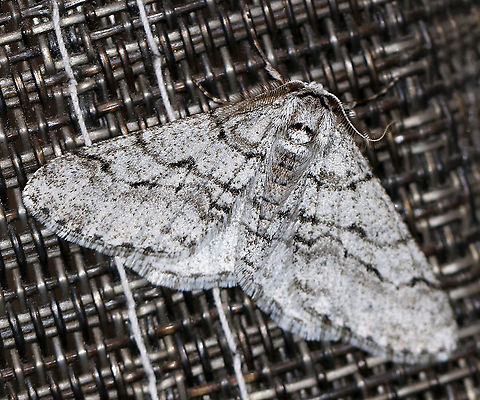 Half-wing Moth (Male) - Phigalia titea WS: ~30 mm. Peppery gray FW with wavy AM and PM lines. Females are wingless. Hosts: Deciduous trees and woody plants.

Habitat: Attracted to a 395 nm LED light in a semi-rural area.

2020(d) Geotagged,Phigalia titea,Spiny looper,United States,Winter,moth