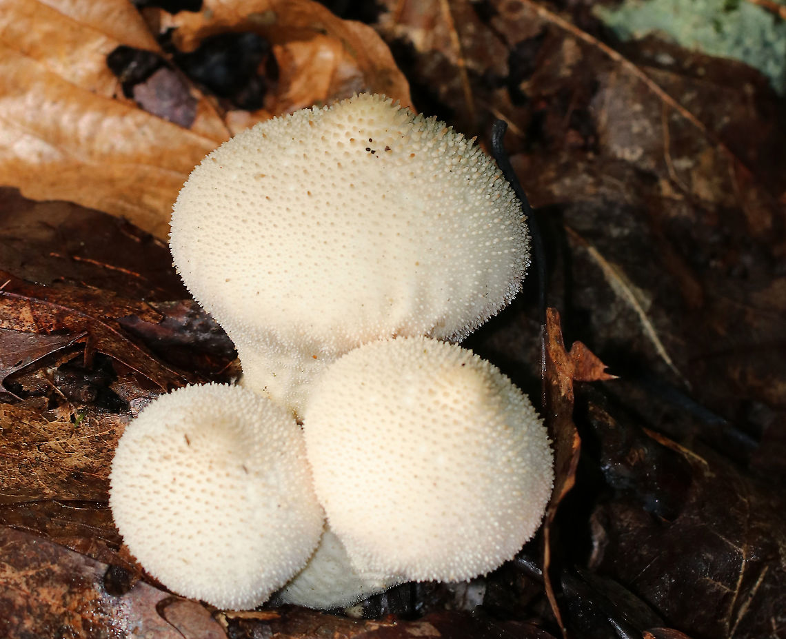 Gem-studded Puffball - Lycoperdon perlatum This type of puffball is shaped like an inverted pear with a prominent stem/stalk and a round top. They are covered with brown spines when young. At maturity, they develop a central perforation through which spores are released by rain and wind. The interior is completely white and homogenous.<br />
<br />
Lycoperdon perlatum is a good edible mushroom when young (when the gleba is homogeneous and all white). However, foragers must be careful not to confuse puffballs with young Amanitas, which are enclosed by a universal veil. But, a longitudinal section of a young Amanita will reveal the immature gills, which never occur in puffballs.<br />
<br />
Habitat: Mixed forest Common puffball,Geotagged,Lycoperdon perlatum,Summer,United States,gem-studded puffball,puffball