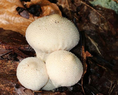 Gem-studded Puffball - Lycoperdon perlatum This type of puffball is shaped like an inverted pear with a prominent stem/stalk and a round top. They are covered with brown spines when young. At maturity, they develop a central perforation through which spores are released by rain and wind. The interior is completely white and homogenous.

Lycoperdon perlatum is a good edible mushroom when young (when the gleba is homogeneous and all white). However, foragers must be careful not to confuse puffballs with young Amanitas, which are enclosed by a universal veil. But, a longitudinal section of a young Amanita will reveal the immature gills, which never occur in puffballs.

Habitat: Mixed forest Common puffball,Geotagged,Lycoperdon perlatum,Summer,United States,gem-studded puffball,puffball