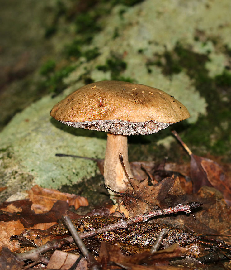 Bitter Bolete - Tylopilus felleus Cap: Smooth and leathery; tan<br />
Pores: Whitish pink; dingy; turned to mush when pressed<br />
Stem: tan; reticulate; club-shaped; curved near base<br />
Habitat: Mixed forest Bitter Bolete,Geotagged,Summer,Tylopilus felleus,United States,bolete,tylopilus