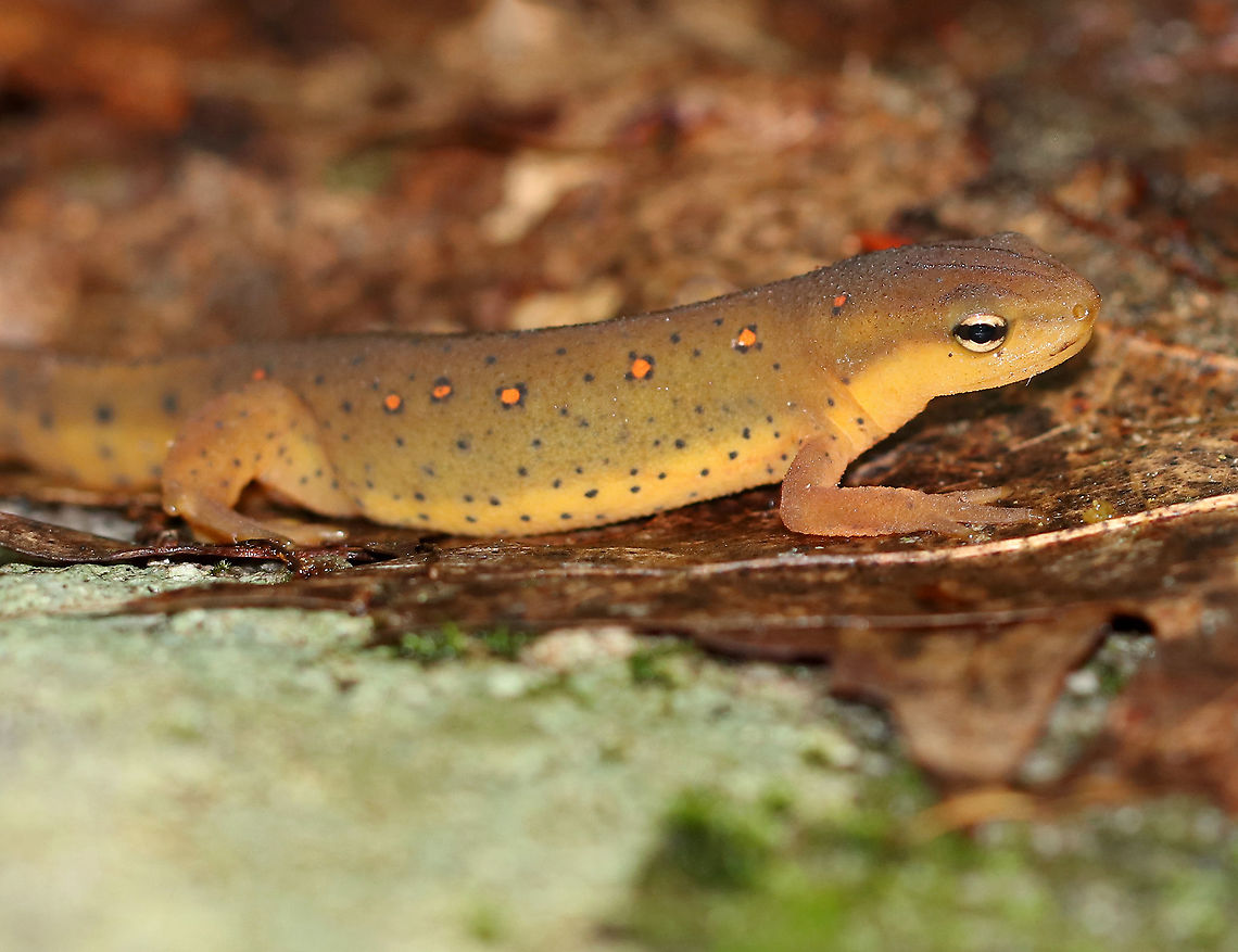 Eastern Newt (Adult) - Notophthalmus viridescens Adults are olive-greenish with small red spots that are outlined in black, while their bellies are yellow with small black speckles. The juveniles (red efts) are easily recognized for their bright orange-red color. Adults are aquatic, but they can survive on land.<br />
<br />
Habitat: Mixed forest<br />
<br />
 Eastern newt,Geotagged,Notophthalmus viridescens,Summer,United States,salamander