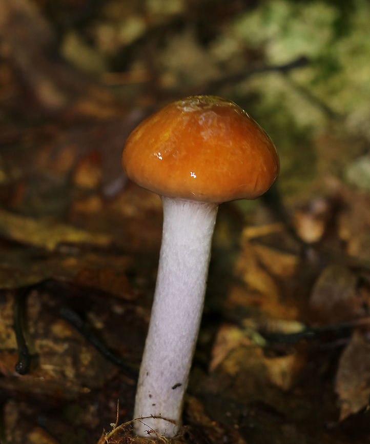 Cortinarius Collinitis This mushroom is so incredibly slimy. I dread touching it because it is like holding a handful of snot.<br />
<br />
Habitat: Growing on the ground in a mixed forest. Cortinarius,Cortinarius collinitus,Geotagged,Summer,United States,mushroom