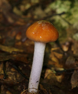 Cortinarius Collinitis This mushroom is so incredibly slimy. I dread touching it because it is like holding a handful of snot.

Habitat: Growing on the ground in a mixed forest. Cortinarius,Cortinarius collinitus,Geotagged,Summer,United States,mushroom