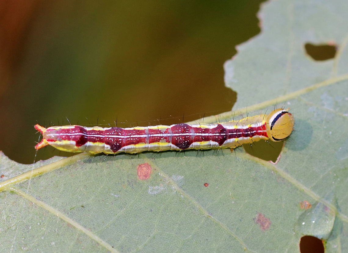 Variable Oakleaf Caterpillar - Lochmaeus manteo Habitat: Oak saplings in a meadow<br />
<br />
These caterpillars can spray formic acid, which is reported to cause blisters or severely irritate human skin. So, obviously, I did not handle these.<br />
<figure class="photo"><a href="https://www.jungledragon.com/image/91330/variable_oakleaf_caterpillar_-_lochmaeus_manteo.html" title="Variable Oakleaf Caterpillar - Lochmaeus manteo"><img src="https://s3.amazonaws.com/media.jungledragon.com/images/3232/91330_thumb.jpg?AWSAccessKeyId=05GMT0V3GWVNE7GGM1R2&Expires=1759968010&Signature=eh9j6zWqOT8TSDco0iPxCqr56sE%3D" width="200" height="146" alt="Variable Oakleaf Caterpillar - Lochmaeus manteo Habitat: Oak saplings in a meadow<br />
<br />
These caterpillars can spray formic acid, which is reported to cause blisters or severely irritate human skin. So, obviously, I did not handle these.<br />
https://www.jungledragon.com/image/91327/variable_oakleaf_caterpillar_-_lochmaeus_manteo.html<br />
https://www.jungledragon.com/image/91328/variable_oakleaf_caterpillar_-_lochmaeus_manteo.html Geotagged,Lochmaeus manteo,Summer,United States,Variable oakleaf caterpillar moth,caterpillar,larva" /></a></figure><br />
<figure class="photo"><a href="https://www.jungledragon.com/image/91328/variable_oakleaf_caterpillar_-_lochmaeus_manteo.html" title="Variable Oakleaf Caterpillar - Lochmaeus manteo"><img src="https://s3.amazonaws.com/media.jungledragon.com/images/3232/91328_thumb.jpg?AWSAccessKeyId=05GMT0V3GWVNE7GGM1R2&Expires=1759968010&Signature=LBUushQ3UHWE6N0N03FOaO0dX8M%3D" width="200" height="148" alt="Variable Oakleaf Caterpillar - Lochmaeus manteo Habitat: Oak saplings in a meadow<br />
<br />
These caterpillars can spray formic acid, which is reported to cause blisters or severely irritate human skin. So, obviously, I did not handle these.<br />
https://www.jungledragon.com/image/91327/variable_oakleaf_caterpillar_-_lochmaeus_manteo.html<br />
https://www.jungledragon.com/image/91330/variable_oakleaf_caterpillar_-_lochmaeus_manteo.html Geotagged,Lochmaeus manteo,Summer,United States,Variable oakleaf caterpillar moth,caterpillar" /></a></figure> Geotagged,Lochmaeus manteo,Summer,United States,Variable oakleaf caterpillar moth,caterpillar