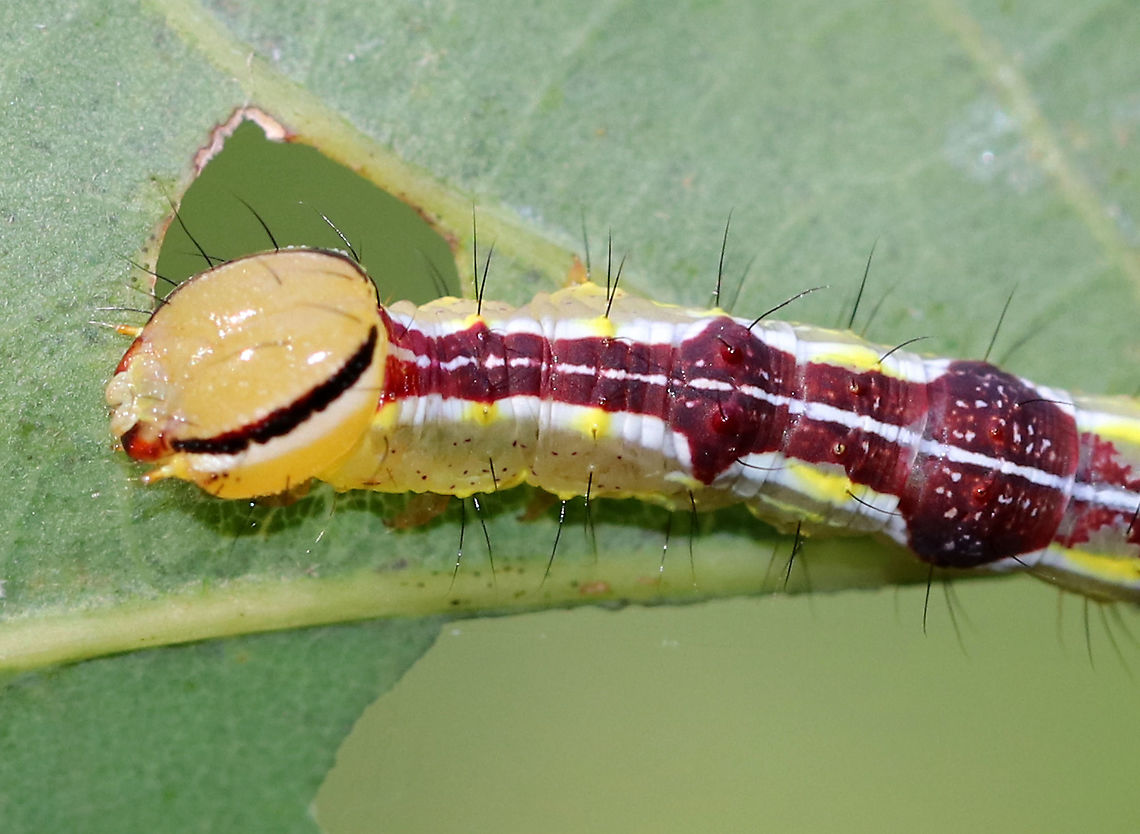 Variable Oakleaf Caterpillar - Lochmaeus manteo Habitat: Oak saplings in a meadow<br />
<br />
These caterpillars can spray formic acid, which is reported to cause blisters or severely irritate human skin. So, obviously, I did not handle these.<br />
<figure class="photo"><a href="https://www.jungledragon.com/image/91327/variable_oakleaf_caterpillar_-_lochmaeus_manteo.html" title="Variable Oakleaf Caterpillar - Lochmaeus manteo"><img src="https://s3.amazonaws.com/media.jungledragon.com/images/3232/91327_thumb.jpg?AWSAccessKeyId=05GMT0V3GWVNE7GGM1R2&Expires=1759968010&Signature=PfLy8yxlDsqIF3rka3s%2FpOd5RgA%3D" width="200" height="146" alt="Variable Oakleaf Caterpillar - Lochmaeus manteo Habitat: Oak saplings in a meadow<br />
<br />
These caterpillars can spray formic acid, which is reported to cause blisters or severely irritate human skin. So, obviously, I did not handle these.<br />
https://www.jungledragon.com/image/91330/variable_oakleaf_caterpillar_-_lochmaeus_manteo.html<br />
https://www.jungledragon.com/image/91328/variable_oakleaf_caterpillar_-_lochmaeus_manteo.html Geotagged,Lochmaeus manteo,Summer,United States,Variable oakleaf caterpillar moth,caterpillar" /></a></figure><br />
<figure class="photo"><a href="https://www.jungledragon.com/image/91330/variable_oakleaf_caterpillar_-_lochmaeus_manteo.html" title="Variable Oakleaf Caterpillar - Lochmaeus manteo"><img src="https://s3.amazonaws.com/media.jungledragon.com/images/3232/91330_thumb.jpg?AWSAccessKeyId=05GMT0V3GWVNE7GGM1R2&Expires=1759968010&Signature=eh9j6zWqOT8TSDco0iPxCqr56sE%3D" width="200" height="146" alt="Variable Oakleaf Caterpillar - Lochmaeus manteo Habitat: Oak saplings in a meadow<br />
<br />
These caterpillars can spray formic acid, which is reported to cause blisters or severely irritate human skin. So, obviously, I did not handle these.<br />
https://www.jungledragon.com/image/91327/variable_oakleaf_caterpillar_-_lochmaeus_manteo.html<br />
https://www.jungledragon.com/image/91328/variable_oakleaf_caterpillar_-_lochmaeus_manteo.html Geotagged,Lochmaeus manteo,Summer,United States,Variable oakleaf caterpillar moth,caterpillar,larva" /></a></figure> Geotagged,Lochmaeus manteo,Summer,United States,Variable oakleaf caterpillar moth,caterpillar