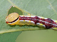 Variable Oakleaf Caterpillar - Lochmaeus manteo Habitat: Oak saplings in a meadow<br />
<br />
These caterpillars can spray formic acid, which is reported to cause blisters or severely irritate human skin. So, obviously, I did not handle these.<br />
https://www.jungledragon.com/image/91327/variable_oakleaf_caterpillar_-_lochmaeus_manteo.html<br />
https://www.jungledragon.com/image/91330/variable_oakleaf_caterpillar_-_lochmaeus_manteo.html Geotagged,Lochmaeus manteo,Summer,United States,Variable oakleaf caterpillar moth,caterpillar