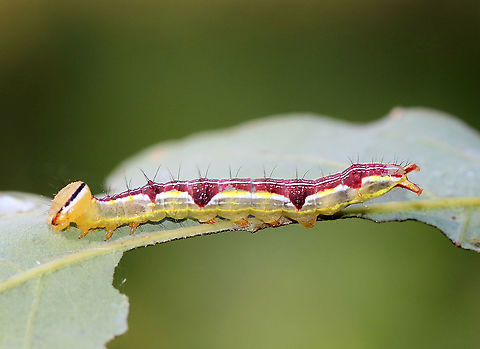 Variable Oakleaf Caterpillar - Lochmaeus manteo Habitat: Oak saplings in a meadow

These caterpillars can spray formic acid, which is reported to cause blisters or severely irritate human skin. So, obviously, I did not handle these.
https://www.jungledragon.com/image/91327/variable_oakleaf_caterpillar_-_lochmaeus_manteo.html
https://www.jungledragon.com/image/91328/variable_oakleaf_caterpillar_-_lochmaeus_manteo.html Geotagged,Lochmaeus manteo,Summer,United States,Variable oakleaf caterpillar moth,caterpillar,larva