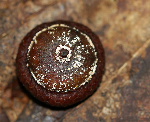 Fungus on Acorn Sadly, I didn't get any better shots even though I thought this was a pretty awesome find.

Habitat: Deciduous forest Geotagged,Summer,United States,acorn,fungus,quercus