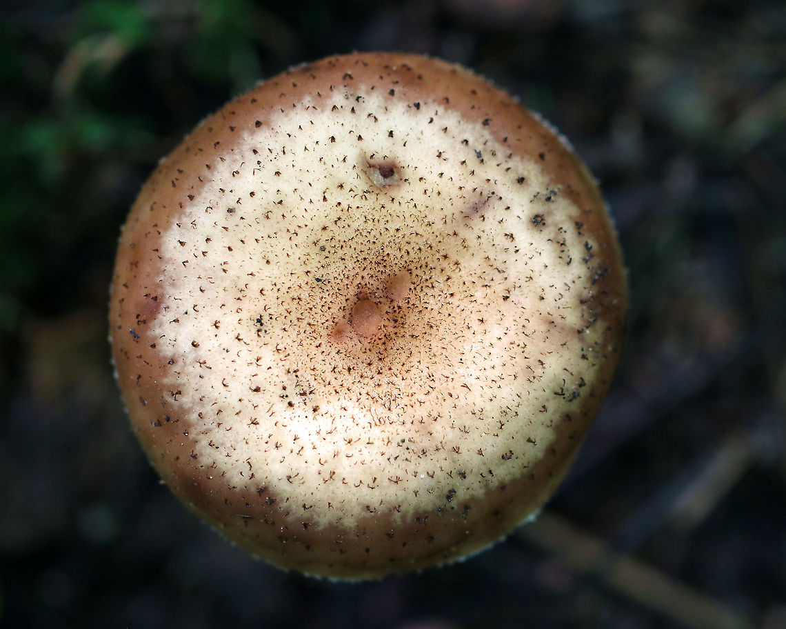 Armillaria gemina Habitat: Growing on the roots of a deciduous tree<br />
<figure class="photo"><a href="https://www.jungledragon.com/image/91390/armillaria_gemina.html" title="Armillaria gemina"><img src="https://s3.amazonaws.com/media.jungledragon.com/images/3232/91390_thumb.jpg?AWSAccessKeyId=05GMT0V3GWVNE7GGM1R2&Expires=1767225610&Signature=Xm6s%2BS9PKRWESZZNkeRUxMPlv80%3D" width="104" height="152" alt="Armillaria gemina Habitat: Growing on the roots of a deciduous tree<br />
https://www.jungledragon.com/image/91388/armillaria_gemina.html<br />
https://www.jungledragon.com/image/91389/armillaria_gemina.html Armillaria gemina,Geotagged,Summer,United States" /></a></figure><br />
<figure class="photo"><a href="https://www.jungledragon.com/image/91389/armillaria_gemina.html" title="Armillaria gemina"><img src="https://s3.amazonaws.com/media.jungledragon.com/images/3232/91389_thumb.jpg?AWSAccessKeyId=05GMT0V3GWVNE7GGM1R2&Expires=1767225610&Signature=YW33KsJ2BczzjazWO4pTvOnNtM4%3D" width="200" height="146" alt="Armillaria gemina Habitat: Growing on the roots of a deciduous tree<br />
https://www.jungledragon.com/image/91388/armillaria_gemina.html<br />
https://www.jungledragon.com/image/91390/armillaria_gemina.html Armillaria gemina,Geotagged,Summer,United States" /></a></figure> Armillaria gemina,Geotagged,Summer,United States,armillaria,fungus,mushroom