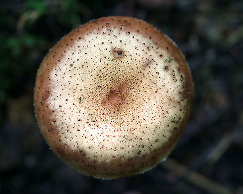 Armillaria gemina Habitat: Growing on the roots of a deciduous tree
https://www.jungledragon.com/image/91390/armillaria_gemina.html
https://www.jungledragon.com/image/91389/armillaria_gemina.html Armillaria gemina,Geotagged,Summer,United States,armillaria,fungus,mushroom