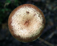 Armillaria gemina Habitat: Growing on the roots of a deciduous tree<br />
https://www.jungledragon.com/image/91390/armillaria_gemina.html<br />
https://www.jungledragon.com/image/91389/armillaria_gemina.html Armillaria gemina,Geotagged,Summer,United States,armillaria,fungus,mushroom