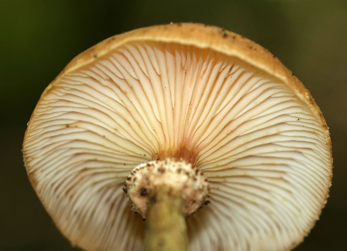 Armillaria gemina Habitat: Growing on the roots of a deciduous tree<br />
<figure class="photo"><a href="https://www.jungledragon.com/image/91388/armillaria_gemina.html" title="Armillaria gemina"><img src="https://s3.amazonaws.com/media.jungledragon.com/images/3232/91388_thumb.jpg?AWSAccessKeyId=05GMT0V3GWVNE7GGM1R2&Expires=1759968010&Signature=dDUrjBHRNPMpKPbYTJojH49Hcq0%3D" width="200" height="160" alt="Armillaria gemina Habitat: Growing on the roots of a deciduous tree<br />
https://www.jungledragon.com/image/91390/armillaria_gemina.html<br />
https://www.jungledragon.com/image/91389/armillaria_gemina.html Armillaria gemina,Geotagged,Summer,United States,armillaria,fungus,mushroom" /></a></figure><br />
<figure class="photo"><a href="https://www.jungledragon.com/image/91390/armillaria_gemina.html" title="Armillaria gemina"><img src="https://s3.amazonaws.com/media.jungledragon.com/images/3232/91390_thumb.jpg?AWSAccessKeyId=05GMT0V3GWVNE7GGM1R2&Expires=1759968010&Signature=MyM4CcoXDggCQs2gsC%2F35ofxQ9o%3D" width="104" height="152" alt="Armillaria gemina Habitat: Growing on the roots of a deciduous tree<br />
https://www.jungledragon.com/image/91388/armillaria_gemina.html<br />
https://www.jungledragon.com/image/91389/armillaria_gemina.html Armillaria gemina,Geotagged,Summer,United States" /></a></figure> Armillaria gemina,Geotagged,Summer,United States