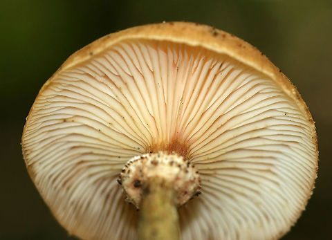 Armillaria gemina Habitat: Growing on the roots of a deciduous tree
https://www.jungledragon.com/image/91388/armillaria_gemina.html
https://www.jungledragon.com/image/91390/armillaria_gemina.html Armillaria gemina,Geotagged,Summer,United States