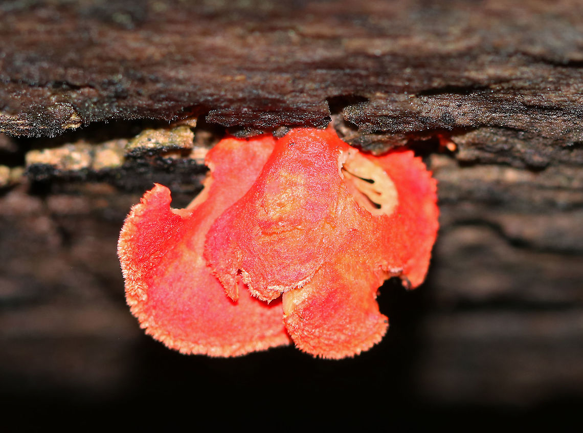 Cinnabar Oysterling  -Crepidotus cinnabarinus This is a fairly rare species around here. It has a small (~1 cm), fan-shaped bright red fruiting body with pale yellowish gills. This specimen was old-ish and had lost most of the bright red coloring, fading to a more orange/yellow.<br />
<br />
Habitat: Rotting wood Cinnabar Oysterling,Crepidotus,Crepidotus cinnabarinus,Geotagged,Summer,United States,fungus,mushroom