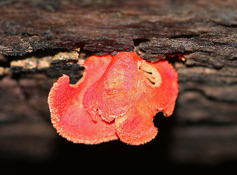 Cinnabar Oysterling  -Crepidotus cinnabarinus This is a fairly rare species around here. It has a small (~1 cm), fan-shaped bright red fruiting body with pale yellowish gills. This specimen was old-ish and had lost most of the bright red coloring, fading to a more orange/yellow.

Habitat: Rotting wood Cinnabar Oysterling,Crepidotus,Crepidotus cinnabarinus,Geotagged,Summer,United States,fungus,mushroom