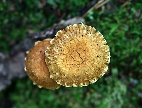 Mushrooms - Inocybe sp.? I have no idea what these are - maybe Inocybe?

Habitat: Growing in moss in a mostly deciduous forest.
https://www.jungledragon.com/image/91395/mushrooms_-_inocybe_sp.html
https://www.jungledragon.com/image/91394/mushrooms_-_inocybe_sp.html Geotagged,Summer,United States,fungus,inocybe,mushrooms