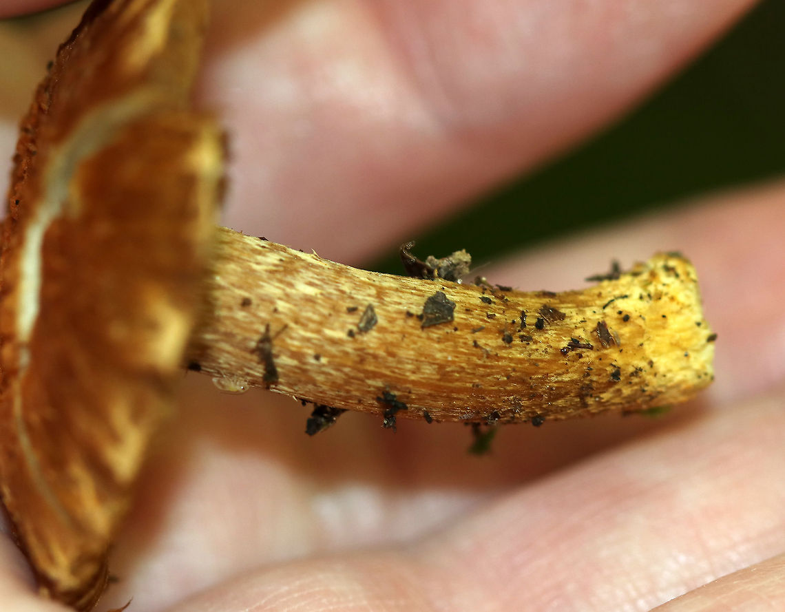 Mushrooms - Inocybe sp.? I have no idea what these are - maybe Inocybe?<br />
<br />
Habitat: Growing in moss in a mostly deciduous forest.<br />
<figure class="photo"><a href="https://www.jungledragon.com/image/91393/mushrooms_-_inocybe_sp.html" title="Mushrooms - Inocybe sp.?"><img src="https://s3.amazonaws.com/media.jungledragon.com/images/3232/91393_thumb.jpg?AWSAccessKeyId=05GMT0V3GWVNE7GGM1R2&Expires=1763596810&Signature=3tJwYHNp21A9qXXx8q%2FIFHSwSj8%3D" width="200" height="154" alt="Mushrooms - Inocybe sp.? I have no idea what these are - maybe Inocybe?<br />
<br />
Habitat: Growing in moss in a mostly deciduous forest.<br />
https://www.jungledragon.com/image/91395/mushrooms_-_inocybe_sp.html<br />
https://www.jungledragon.com/image/91394/mushrooms_-_inocybe_sp.html Geotagged,Summer,United States,fungus,inocybe,mushrooms" /></a></figure><br />
<figure class="photo"><a href="https://www.jungledragon.com/image/91395/mushrooms_-_inocybe_sp.html" title="Mushrooms - Inocybe sp.?"><img src="https://s3.amazonaws.com/media.jungledragon.com/images/3232/91395_thumb.jpg?AWSAccessKeyId=05GMT0V3GWVNE7GGM1R2&Expires=1763596810&Signature=xDmEIWJ1bIpznqtflPMhIPT8TJs%3D" width="148" height="152" alt="Mushrooms - Inocybe sp.? I have no idea what these are - maybe Inocybe?<br />
<br />
Habitat: Growing in moss in a mostly deciduous forest.<br />
https://www.jungledragon.com/image/91393/mushrooms_-_inocybe_sp.html<br />
https://www.jungledragon.com/image/91394/mushrooms_-_inocybe_sp.html Geotagged,Summer,United States" /></a></figure> Geotagged,Summer,United States