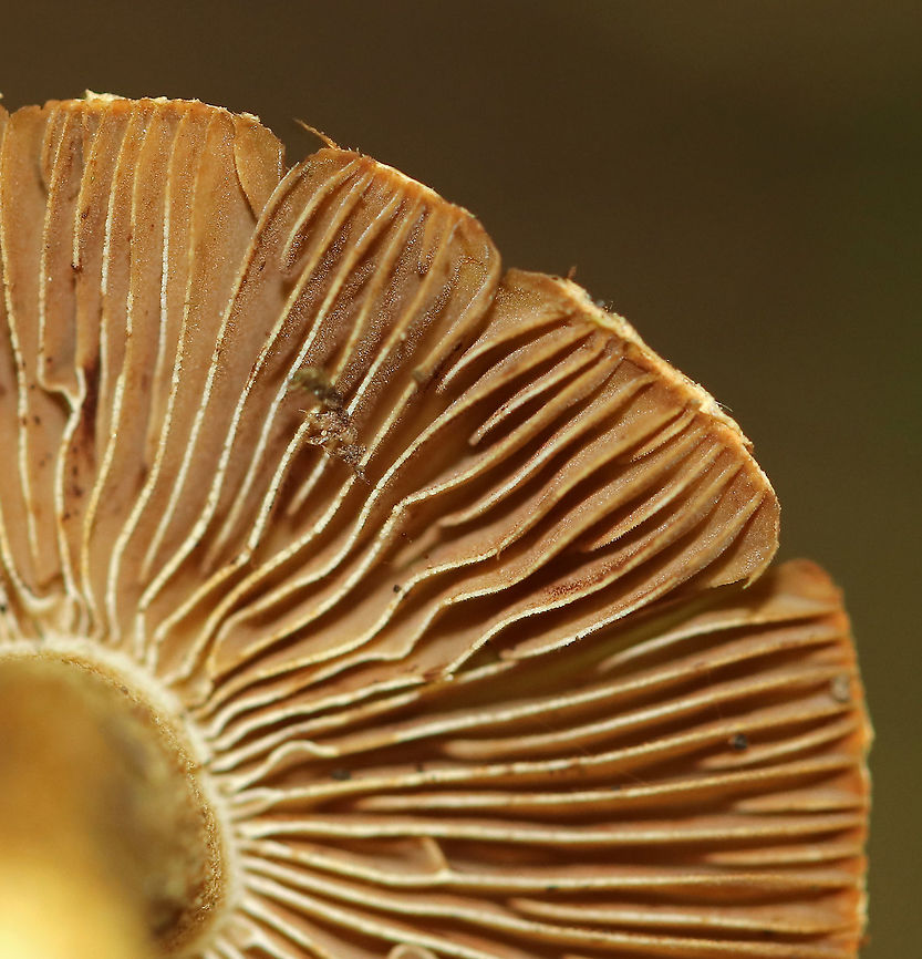 Mushrooms - Inocybe sp.? I have no idea what these are - maybe Inocybe?<br />
<br />
Habitat: Growing in moss in a mostly deciduous forest.<br />
<figure class="photo"><a href="https://www.jungledragon.com/image/91393/mushrooms_-_inocybe_sp.html" title="Mushrooms - Inocybe sp.?"><img src="https://s3.amazonaws.com/media.jungledragon.com/images/3232/91393_thumb.jpg?AWSAccessKeyId=05GMT0V3GWVNE7GGM1R2&Expires=1759968010&Signature=K9jDi80cTjOfguhVZT5OC2p5p9o%3D" width="200" height="154" alt="Mushrooms - Inocybe sp.? I have no idea what these are - maybe Inocybe?<br />
<br />
Habitat: Growing in moss in a mostly deciduous forest.<br />
https://www.jungledragon.com/image/91395/mushrooms_-_inocybe_sp.html<br />
https://www.jungledragon.com/image/91394/mushrooms_-_inocybe_sp.html Geotagged,Summer,United States,fungus,inocybe,mushrooms" /></a></figure><br />
<figure class="photo"><a href="https://www.jungledragon.com/image/91394/mushrooms_-_inocybe_sp.html" title="Mushrooms - Inocybe sp.?"><img src="https://s3.amazonaws.com/media.jungledragon.com/images/3232/91394_thumb.jpg?AWSAccessKeyId=05GMT0V3GWVNE7GGM1R2&Expires=1759968010&Signature=A7hW4Ec7x9LuBK%2FOWC8bicGZE0g%3D" width="200" height="156" alt="Mushrooms - Inocybe sp.? I have no idea what these are - maybe Inocybe?<br />
<br />
Habitat: Growing in moss in a mostly deciduous forest.<br />
https://www.jungledragon.com/image/91393/mushrooms_-_inocybe_sp.html<br />
https://www.jungledragon.com/image/91395/mushrooms_-_inocybe_sp.html Geotagged,Summer,United States" /></a></figure> Geotagged,Summer,United States