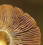 Mushrooms - Inocybe sp.? I have no idea what these are - maybe Inocybe?<br />
<br />
Habitat: Growing in moss in a mostly deciduous forest.<br />
https://www.jungledragon.com/image/91393/mushrooms_-_inocybe_sp.html<br />
https://www.jungledragon.com/image/91394/mushrooms_-_inocybe_sp.html Geotagged,Summer,United States