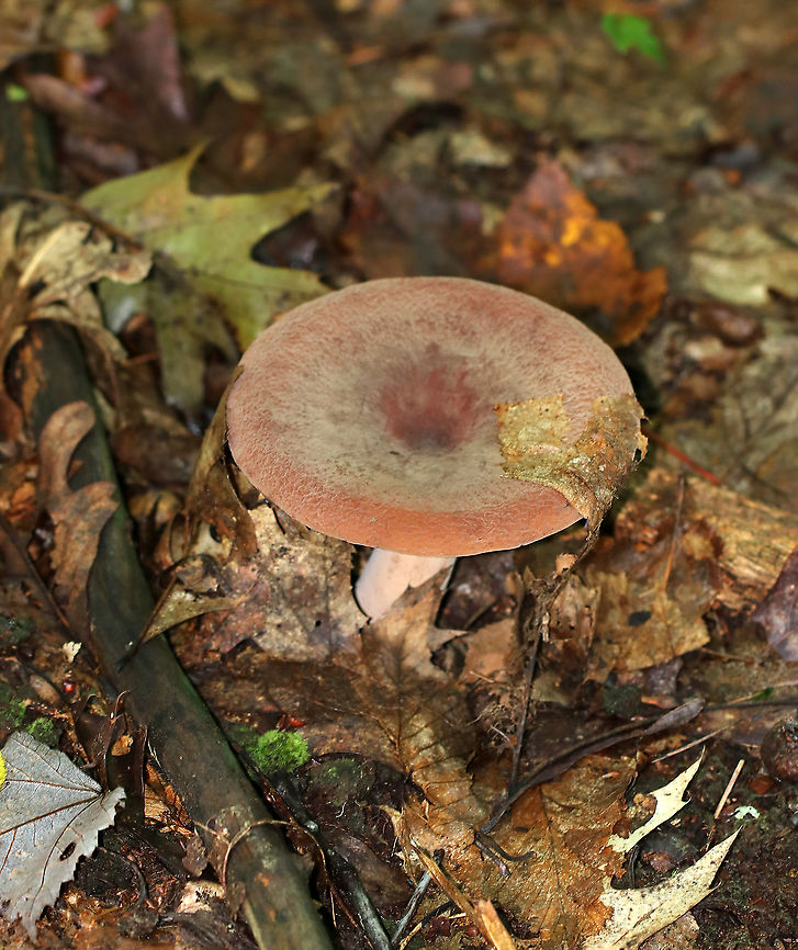 Corrugated-cap Milky - Lactifluus corrugis Cap: Felty; depressed center; orange-brown; very wrinkled<br />
Gills: Attached; close; frequent short gills; buff/pale orange; copious white milk<br />
Stem: Equal; similar, but more pale in color than cap; base was white<br />
Habitat: Growing under oak<br />
<figure class="photo"><a href="https://www.jungledragon.com/image/91397/corrugated-cap_milky_-_lactifluus_corrugis.html" title="Corrugated-cap Milky - Lactifluus corrugis"><img src="https://s3.amazonaws.com/media.jungledragon.com/images/3232/91397_thumb.jpg?AWSAccessKeyId=05GMT0V3GWVNE7GGM1R2&Expires=1759968010&Signature=Jt%2FMZqEOkP%2FYRM8iJWi6Ct3CvC8%3D" width="200" height="164" alt="Corrugated-cap Milky - Lactifluus corrugis Cap: Felty; depressed center; orange-brown; very wrinkled<br />
Gills: Attached; close; frequent short gills; buff/pale orange; copious white milk<br />
Stem: Equal; similar, but more pale in color than cap; base was white<br />
Habitat: Growing under oak<br />
https://www.jungledragon.com/image/91396/corrugated-cap_milky_-_lactifluus_corrugis.html Geotagged,Lactifluus corrugis,Summer,United States" /></a></figure> Corrugated -cap Milky,Corrugated Cap Milky,Geotagged,Lactifluus,Lactifluus corrugis,Summer,United States,mushroom