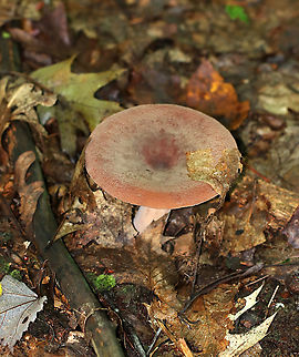 Corrugated-cap Milky - Lactifluus corrugis Cap: Felty; depressed center; orange-brown; very wrinkled
Gills: Attached; close; frequent short gills; buff/pale orange; copious white milk
Stem: Equal; similar, but more pale in color than cap; base was white
Habitat: Growing under oak
https://www.jungledragon.com/image/91397/corrugated-cap_milky_-_lactifluus_corrugis.html Corrugated -cap Milky,Corrugated Cap Milky,Geotagged,Lactifluus,Lactifluus corrugis,Summer,United States,mushroom