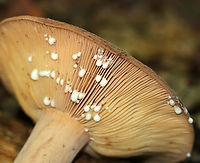 Corrugated-cap Milky - Lactifluus corrugis Cap: Felty; depressed center; orange-brown; very wrinkled<br />
Gills: Attached; close; frequent short gills; buff/pale orange; copious white milk<br />
Stem: Equal; similar, but more pale in color than cap; base was white<br />
Habitat: Growing under oak<br />
https://www.jungledragon.com/image/91396/corrugated-cap_milky_-_lactifluus_corrugis.html Geotagged,Lactifluus corrugis,Summer,United States