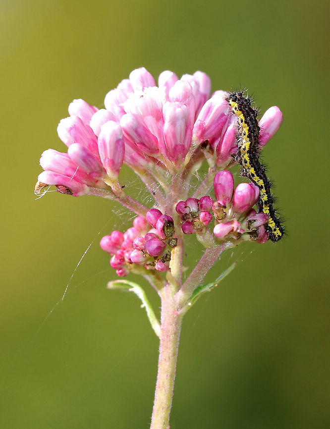 Leconte's Haploa Caterpillar - Haploa lecontei Black caterpillar with tufts and yellow markings. <br />
<br />
Habitat: Rural garden Geotagged,Haploa lecontei,Lecontes haploa,Summer,United States,caterpillar,haploa,larva