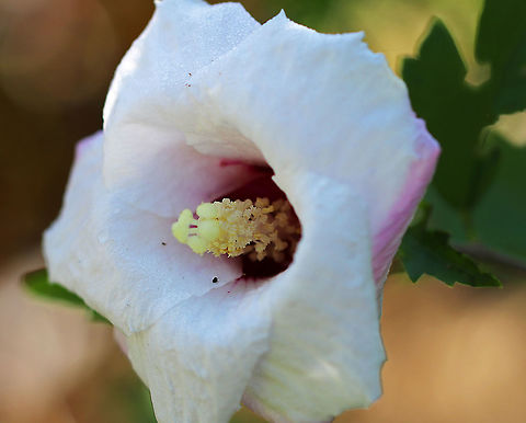 Swamp Rose Mallow - Hibiscus moscheutos Habitat: Rural garden Geotagged,Hibiscus,Hibiscus moscheutos,Summer,United States,swamp rose mallow