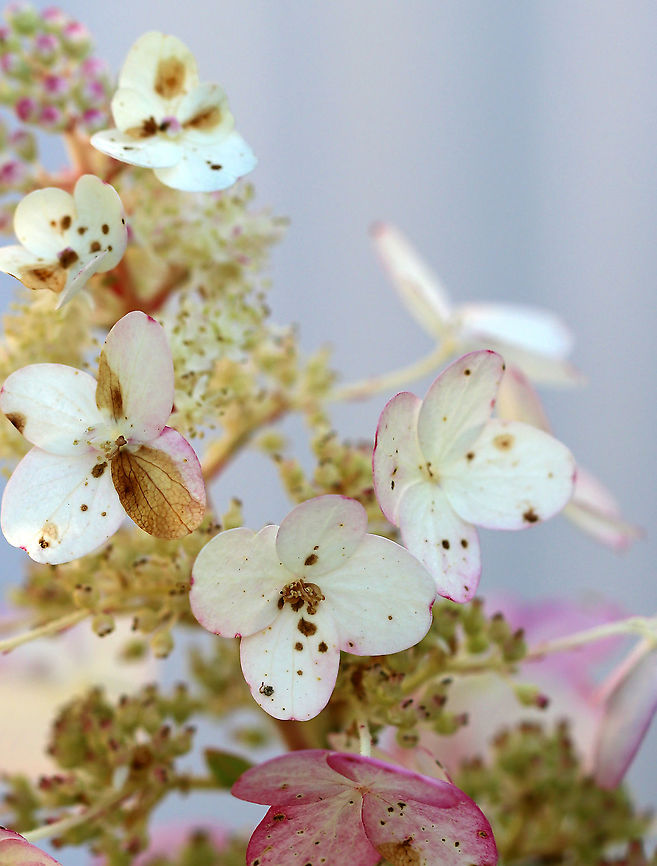 Panicle Hydrangea - Hydrangea paniculata Habitat: Rural garden<br />
<figure class="photo"><a href="https://www.jungledragon.com/image/91476/panicle_hydrangea_-_hydrangea_paniculata.html" title="Panicle Hydrangea - Hydrangea paniculata"><img src="https://s3.amazonaws.com/media.jungledragon.com/images/3232/91476_thumb.jpg?AWSAccessKeyId=05GMT0V3GWVNE7GGM1R2&Expires=1770854410&Signature=88x8IJqg1eOlxlyaYtRS35H2ObI%3D" width="122" height="152" alt="Panicle Hydrangea - Hydrangea paniculata Habitat: Rural garden<br />
https://www.jungledragon.com/image/91469/panicle_hydrangea_-_hydrangea_paniculata.html<br />
https://www.jungledragon.com/image/91475/panicle_hydrangea_-_hydrangea_paniculata.html Geotagged,Hydrangea panicula,Hydrangea paniculata,Summer,United States" /></a></figure><br />
<figure class="photo"><a href="https://www.jungledragon.com/image/91475/panicle_hydrangea_-_hydrangea_paniculata.html" title="Panicle Hydrangea - Hydrangea paniculata"><img src="https://s3.amazonaws.com/media.jungledragon.com/images/3232/91475_thumb.jpg?AWSAccessKeyId=05GMT0V3GWVNE7GGM1R2&Expires=1770854410&Signature=h53Zt8k1JvsekNWlibqXjGattPI%3D" width="200" height="158" alt="Panicle Hydrangea - Hydrangea paniculata Habitat: Rural garden<br />
https://www.jungledragon.com/image/91469/panicle_hydrangea_-_hydrangea_paniculata.html<br />
https://www.jungledragon.com/image/91476/panicle_hydrangea_-_hydrangea_paniculata.html Geotagged,Hydrangea panicula,Hydrangea paniculata,Summer,United States" /></a></figure> Geotagged,Hydrangea,Hydrangea panicula,Hydrangea paniculata,Panicle Hydrangea,Peegee Hydrangea,Summer,United States