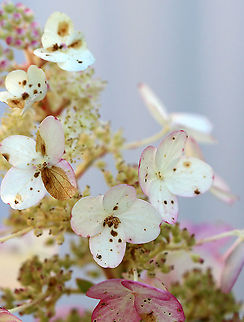 Panicle Hydrangea - Hydrangea paniculata Habitat: Rural garden
https://www.jungledragon.com/image/91476/panicle_hydrangea_-_hydrangea_paniculata.html
https://www.jungledragon.com/image/91475/panicle_hydrangea_-_hydrangea_paniculata.html Geotagged,Hydrangea,Hydrangea panicula,Hydrangea paniculata,Panicle Hydrangea,Peegee Hydrangea,Summer,United States