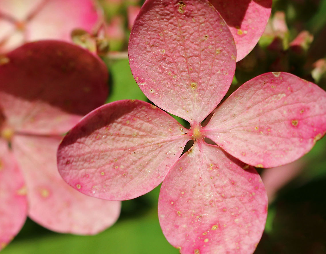 Panicle Hydrangea - Hydrangea paniculata Habitat: Rural garden<br />
<figure class="photo"><a href="https://www.jungledragon.com/image/91469/panicle_hydrangea_-_hydrangea_paniculata.html" title="Panicle Hydrangea - Hydrangea paniculata"><img src="https://s3.amazonaws.com/media.jungledragon.com/images/3232/91469_thumb.jpg?AWSAccessKeyId=05GMT0V3GWVNE7GGM1R2&Expires=1759968010&Signature=ct8UbNqlSjsGNCrCE6SXEwdBFC0%3D" width="116" height="152" alt="Panicle Hydrangea - Hydrangea paniculata Habitat: Rural garden<br />
https://www.jungledragon.com/image/91476/panicle_hydrangea_-_hydrangea_paniculata.html<br />
https://www.jungledragon.com/image/91475/panicle_hydrangea_-_hydrangea_paniculata.html Geotagged,Hydrangea,Hydrangea panicula,Hydrangea paniculata,Panicle Hydrangea,Peegee Hydrangea,Summer,United States" /></a></figure><br />
<figure class="photo"><a href="https://www.jungledragon.com/image/91476/panicle_hydrangea_-_hydrangea_paniculata.html" title="Panicle Hydrangea - Hydrangea paniculata"><img src="https://s3.amazonaws.com/media.jungledragon.com/images/3232/91476_thumb.jpg?AWSAccessKeyId=05GMT0V3GWVNE7GGM1R2&Expires=1759968010&Signature=%2Fbw3wMUSK0zDGjd1Zt7z3umsaNU%3D" width="122" height="152" alt="Panicle Hydrangea - Hydrangea paniculata Habitat: Rural garden<br />
https://www.jungledragon.com/image/91469/panicle_hydrangea_-_hydrangea_paniculata.html<br />
https://www.jungledragon.com/image/91475/panicle_hydrangea_-_hydrangea_paniculata.html Geotagged,Hydrangea panicula,Hydrangea paniculata,Summer,United States" /></a></figure> Geotagged,Hydrangea panicula,Hydrangea paniculata,Summer,United States