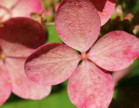 Panicle Hydrangea - Hydrangea paniculata Habitat: Rural garden
https://www.jungledragon.com/image/91469/panicle_hydrangea_-_hydrangea_paniculata.html
https://www.jungledragon.com/image/91476/panicle_hydrangea_-_hydrangea_paniculata.html Geotagged,Hydrangea panicula,Hydrangea paniculata,Summer,United States