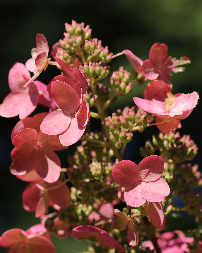 Panicle Hydrangea - Hydrangea paniculata Habitat: Rural garden<br />
<figure class="photo"><a href="https://www.jungledragon.com/image/91469/panicle_hydrangea_-_hydrangea_paniculata.html" title="Panicle Hydrangea - Hydrangea paniculata"><img src="https://s3.amazonaws.com/media.jungledragon.com/images/3232/91469_thumb.jpg?AWSAccessKeyId=05GMT0V3GWVNE7GGM1R2&Expires=1759968010&Signature=ct8UbNqlSjsGNCrCE6SXEwdBFC0%3D" width="116" height="152" alt="Panicle Hydrangea - Hydrangea paniculata Habitat: Rural garden<br />
https://www.jungledragon.com/image/91476/panicle_hydrangea_-_hydrangea_paniculata.html<br />
https://www.jungledragon.com/image/91475/panicle_hydrangea_-_hydrangea_paniculata.html Geotagged,Hydrangea,Hydrangea panicula,Hydrangea paniculata,Panicle Hydrangea,Peegee Hydrangea,Summer,United States" /></a></figure><br />
<figure class="photo"><a href="https://www.jungledragon.com/image/91475/panicle_hydrangea_-_hydrangea_paniculata.html" title="Panicle Hydrangea - Hydrangea paniculata"><img src="https://s3.amazonaws.com/media.jungledragon.com/images/3232/91475_thumb.jpg?AWSAccessKeyId=05GMT0V3GWVNE7GGM1R2&Expires=1759968010&Signature=rBLt0MjiQAZ4EqE3ZUNpIoTsKDU%3D" width="200" height="158" alt="Panicle Hydrangea - Hydrangea paniculata Habitat: Rural garden<br />
https://www.jungledragon.com/image/91469/panicle_hydrangea_-_hydrangea_paniculata.html<br />
https://www.jungledragon.com/image/91476/panicle_hydrangea_-_hydrangea_paniculata.html Geotagged,Hydrangea panicula,Hydrangea paniculata,Summer,United States" /></a></figure> Geotagged,Hydrangea panicula,Hydrangea paniculata,Summer,United States