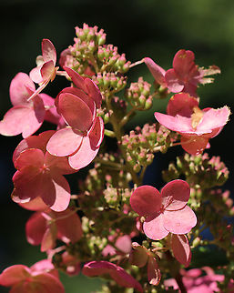 Panicle Hydrangea - Hydrangea paniculata Habitat: Rural garden
https://www.jungledragon.com/image/91469/panicle_hydrangea_-_hydrangea_paniculata.html
https://www.jungledragon.com/image/91475/panicle_hydrangea_-_hydrangea_paniculata.html Geotagged,Hydrangea panicula,Hydrangea paniculata,Summer,United States