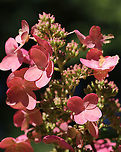 Panicle Hydrangea - Hydrangea paniculata Habitat: Rural garden<br />
https://www.jungledragon.com/image/91469/panicle_hydrangea_-_hydrangea_paniculata.html<br />
https://www.jungledragon.com/image/91475/panicle_hydrangea_-_hydrangea_paniculata.html Geotagged,Hydrangea panicula,Hydrangea paniculata,Summer,United States