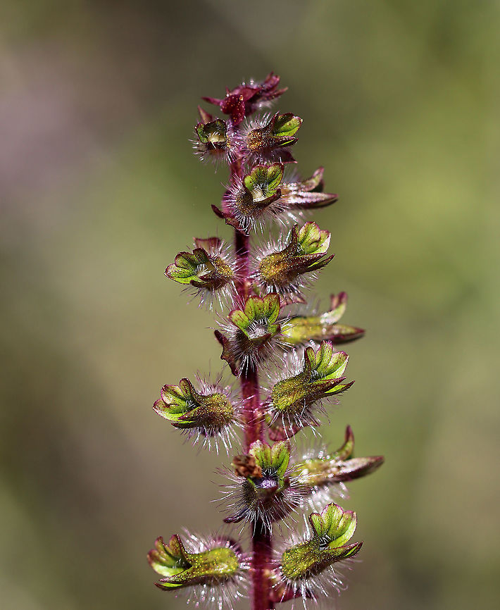 Beefsteak Plant - Perilla frutescens An edible plant with a strong, mint fragrance.<br />
<br />
Habitat: Rural garden<br />
<figure class="photo"><a href="https://www.jungledragon.com/image/91479/beefsteak_plant_-_perilla_frutescens.html" title="Beefsteak Plant - Perilla frutescens"><img src="https://s3.amazonaws.com/media.jungledragon.com/images/3232/91479_thumb.jpg?AWSAccessKeyId=05GMT0V3GWVNE7GGM1R2&Expires=1767225610&Signature=Wlld3mqWisMULsNYJ7gPnWnbAtc%3D" width="200" height="152" alt="Beefsteak Plant - Perilla frutescens An edible plant with a strong, mint fragrance.<br />
<br />
Habitat: Rural garden<br />
https://www.jungledragon.com/image/91477/beefsteak_plant_-_perilla_frutescens.html<br />
https://www.jungledragon.com/image/91478/beefsteak_plant_-_perilla_frutescens.html Geotagged,Korean perilla,Perilla  frutescens,Summer,United States" /></a></figure><br />
<figure class="photo"><a href="https://www.jungledragon.com/image/91478/beefsteak_plant_-_perilla_frutescens.html" title="Beefsteak Plant - Perilla frutescens"><img src="https://s3.amazonaws.com/media.jungledragon.com/images/3232/91478_thumb.jpg?AWSAccessKeyId=05GMT0V3GWVNE7GGM1R2&Expires=1767225610&Signature=Icq3fS9jjN8xj92MHqk%2B5gg51qY%3D" width="200" height="138" alt="Beefsteak Plant - Perilla frutescens An edible plant with a strong, mint fragrance.<br />
<br />
Habitat: Rural garden<br />
https://www.jungledragon.com/image/91479/beefsteak_plant_-_perilla_frutescens.html<br />
https://www.jungledragon.com/image/91477/beefsteak_plant_-_perilla_frutescens.html Geotagged,Korean perilla,Perilla  frutescens,Summer,United States" /></a></figure> Beefsteak Plant,Geotagged,Korean perilla,Perilla,Perilla frutescens,Summer,United States