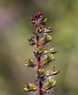 Beefsteak Plant - Perilla frutescens An edible plant with a strong, mint fragrance.

Habitat: Rural garden
https://www.jungledragon.com/image/91479/beefsteak_plant_-_perilla_frutescens.html
https://www.jungledragon.com/image/91478/beefsteak_plant_-_perilla_frutescens.html Beefsteak Plant,Geotagged,Korean perilla,Perilla,Perilla frutescens,Summer,United States