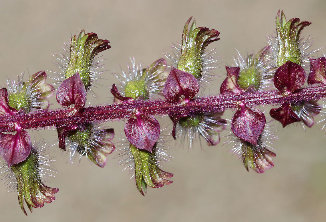 Beefsteak Plant - Perilla frutescens An edible plant with a strong, mint fragrance.<br />
<br />
Habitat: Rural garden<br />
<figure class="photo"><a href="https://www.jungledragon.com/image/91479/beefsteak_plant_-_perilla_frutescens.html" title="Beefsteak Plant - Perilla frutescens"><img src="https://s3.amazonaws.com/media.jungledragon.com/images/3232/91479_thumb.jpg?AWSAccessKeyId=05GMT0V3GWVNE7GGM1R2&Expires=1767225610&Signature=Wlld3mqWisMULsNYJ7gPnWnbAtc%3D" width="200" height="152" alt="Beefsteak Plant - Perilla frutescens An edible plant with a strong, mint fragrance.<br />
<br />
Habitat: Rural garden<br />
https://www.jungledragon.com/image/91477/beefsteak_plant_-_perilla_frutescens.html<br />
https://www.jungledragon.com/image/91478/beefsteak_plant_-_perilla_frutescens.html Geotagged,Korean perilla,Perilla  frutescens,Summer,United States" /></a></figure><br />
<figure class="photo"><a href="https://www.jungledragon.com/image/91477/beefsteak_plant_-_perilla_frutescens.html" title="Beefsteak Plant - Perilla frutescens"><img src="https://s3.amazonaws.com/media.jungledragon.com/images/3232/91477_thumb.jpg?AWSAccessKeyId=05GMT0V3GWVNE7GGM1R2&Expires=1767225610&Signature=5XYtZxSwxsr%2Bt5WD%2B7jYwtJtqAg%3D" width="126" height="152" alt="Beefsteak Plant - Perilla frutescens An edible plant with a strong, mint fragrance.<br />
<br />
Habitat: Rural garden<br />
https://www.jungledragon.com/image/91479/beefsteak_plant_-_perilla_frutescens.html<br />
https://www.jungledragon.com/image/91478/beefsteak_plant_-_perilla_frutescens.html Beefsteak Plant,Geotagged,Korean perilla,Perilla,Perilla frutescens,Summer,United States" /></a></figure> Geotagged,Korean perilla,Perilla  frutescens,Summer,United States