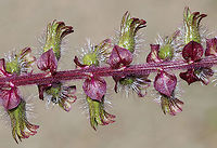 Beefsteak Plant - Perilla frutescens An edible plant with a strong, mint fragrance.<br />
<br />
Habitat: Rural garden<br />
https://www.jungledragon.com/image/91479/beefsteak_plant_-_perilla_frutescens.html<br />
https://www.jungledragon.com/image/91477/beefsteak_plant_-_perilla_frutescens.html Geotagged,Korean perilla,Perilla frutescens,Summer,United States