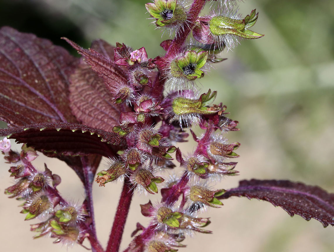 Beefsteak Plant - Perilla frutescens An edible plant with a strong, mint fragrance.<br />
<br />
Habitat: Rural garden<br />
<figure class="photo"><a href="https://www.jungledragon.com/image/91477/beefsteak_plant_-_perilla_frutescens.html" title="Beefsteak Plant - Perilla frutescens"><img src="https://s3.amazonaws.com/media.jungledragon.com/images/3232/91477_thumb.jpg?AWSAccessKeyId=05GMT0V3GWVNE7GGM1R2&Expires=1767225610&Signature=5XYtZxSwxsr%2Bt5WD%2B7jYwtJtqAg%3D" width="126" height="152" alt="Beefsteak Plant - Perilla frutescens An edible plant with a strong, mint fragrance.<br />
<br />
Habitat: Rural garden<br />
https://www.jungledragon.com/image/91479/beefsteak_plant_-_perilla_frutescens.html<br />
https://www.jungledragon.com/image/91478/beefsteak_plant_-_perilla_frutescens.html Beefsteak Plant,Geotagged,Korean perilla,Perilla,Perilla frutescens,Summer,United States" /></a></figure><br />
<figure class="photo"><a href="https://www.jungledragon.com/image/91478/beefsteak_plant_-_perilla_frutescens.html" title="Beefsteak Plant - Perilla frutescens"><img src="https://s3.amazonaws.com/media.jungledragon.com/images/3232/91478_thumb.jpg?AWSAccessKeyId=05GMT0V3GWVNE7GGM1R2&Expires=1767225610&Signature=Icq3fS9jjN8xj92MHqk%2B5gg51qY%3D" width="200" height="138" alt="Beefsteak Plant - Perilla frutescens An edible plant with a strong, mint fragrance.<br />
<br />
Habitat: Rural garden<br />
https://www.jungledragon.com/image/91479/beefsteak_plant_-_perilla_frutescens.html<br />
https://www.jungledragon.com/image/91477/beefsteak_plant_-_perilla_frutescens.html Geotagged,Korean perilla,Perilla  frutescens,Summer,United States" /></a></figure> Geotagged,Korean perilla,Perilla  frutescens,Summer,United States