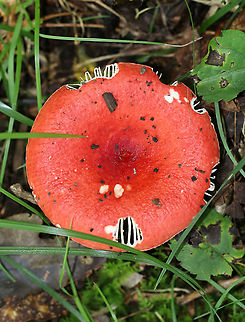 Russula rubescens Habitat: Grassy edge of a deciduous forest.
https://www.jungledragon.com/image/91484/russula_rubescens.html
https://www.jungledragon.com/image/91483/russula_rubescens.html Geotagged,Russula rubescens,Summer,United States,fungus,mushroom,red,red Russula,russula