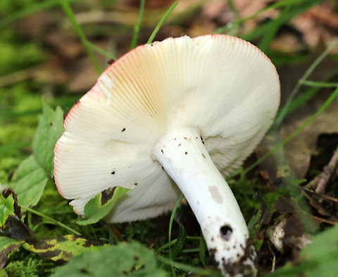 Russula rubescens Habitat: Grassy edge of a deciduous forest.
https://www.jungledragon.com/image/91482/russula_rubescens.html
https://www.jungledragon.com/image/91484/russula_rubescens.html Geotagged,Russula rubescens,Summer,United States