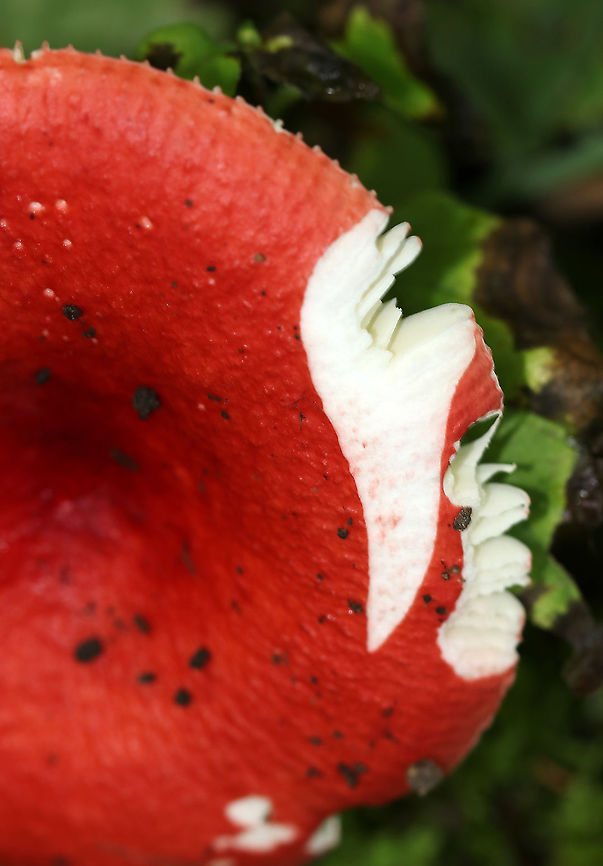 Russula rubescens Habitat: Grassy edge of a deciduous forest.<br />
<figure class="photo"><a href="https://www.jungledragon.com/image/91482/russula_rubescens.html" title="Russula rubescens"><img src="https://s3.amazonaws.com/media.jungledragon.com/images/3232/91482_thumb.jpg?AWSAccessKeyId=05GMT0V3GWVNE7GGM1R2&Expires=1769040010&Signature=l0bSQ2PRV7wWLcXJNLMtfNXN49g%3D" width="116" height="152" alt="Russula rubescens Habitat: Grassy edge of a deciduous forest.<br />
https://www.jungledragon.com/image/91484/russula_rubescens.html<br />
https://www.jungledragon.com/image/91483/russula_rubescens.html Geotagged,Russula rubescens,Summer,United States,fungus,mushroom,red,red Russula,russula" /></a></figure><br />
<figure class="photo"><a href="https://www.jungledragon.com/image/91483/russula_rubescens.html" title="Russula rubescens"><img src="https://s3.amazonaws.com/media.jungledragon.com/images/3232/91483_thumb.jpg?AWSAccessKeyId=05GMT0V3GWVNE7GGM1R2&Expires=1769040010&Signature=P%2FML5ihh%2FBhEj%2BOW8UJ3rJDEmRA%3D" width="200" height="164" alt="Russula rubescens Habitat: Grassy edge of a deciduous forest.<br />
https://www.jungledragon.com/image/91482/russula_rubescens.html<br />
https://www.jungledragon.com/image/91484/russula_rubescens.html Geotagged,Russula rubescens,Summer,United States" /></a></figure> Geotagged,Russula rubescens,Summer,United States